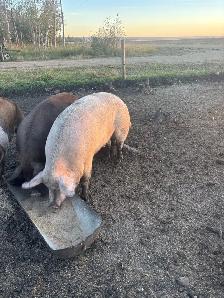 pink sausage sow - Photo 2