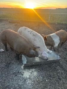 pink sausage sow - Photo 3