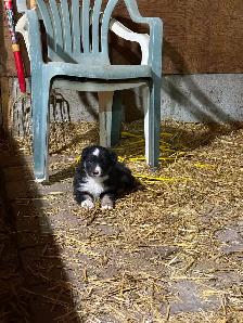 Puppies