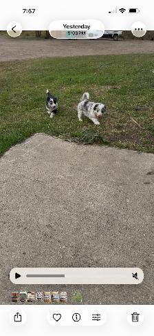Puppies - Photo 2