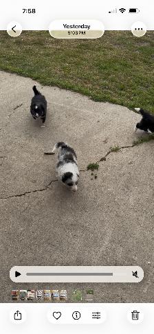 Puppies - Photo 3