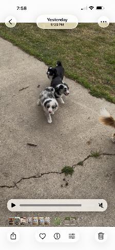 Puppies - Photo 4