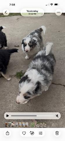 Puppies - Photo 5