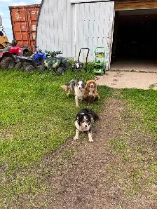 Puppies - Photo 6