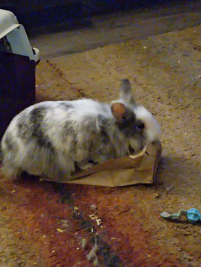 Lion Head Bunny FREE