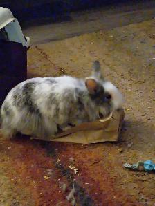 Lion Head Bunny FREE