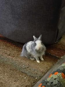 Lion Head Bunny FREE - Photo 2