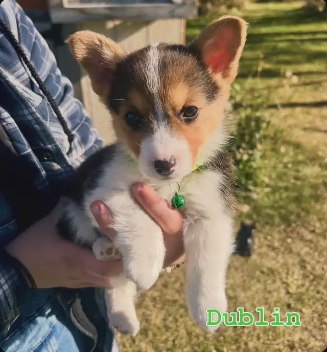 Pembroke welsh corgis