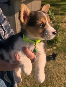 Pembroke welsh corgis - Photo 2