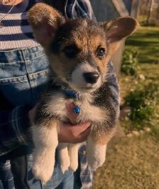 Pembroke welsh corgis - Photo 4