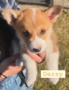 Pembroke welsh corgis - Photo 5