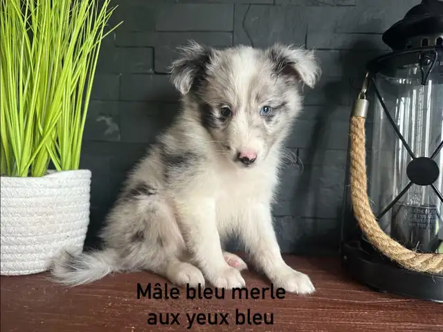 chiots berger shetland