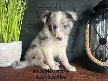 chiots berger shetland