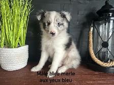 chiots berger shetland - Photo 2