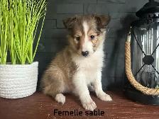 chiots berger shetland - Photo 3