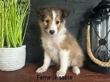 chiots berger shetland - Photo 4