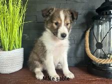 chiots berger shetland - Photo 5