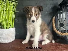 chiots berger shetland - Photo 6