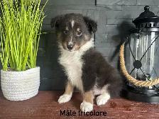 chiots berger shetland - Photo 8