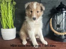 chiots berger shetland - Photo 9