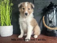chiots berger shetland - Photo 10