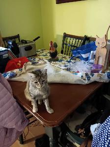 chat mâle table gris à donner 8 mois