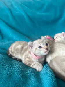 Chatons Highlands Lynx - Photo 2