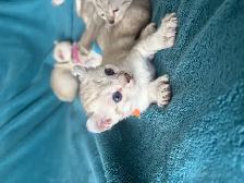 Chatons Highlands Lynx - Photo 5