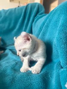 Chatons Highlands Lynx - Photo 8