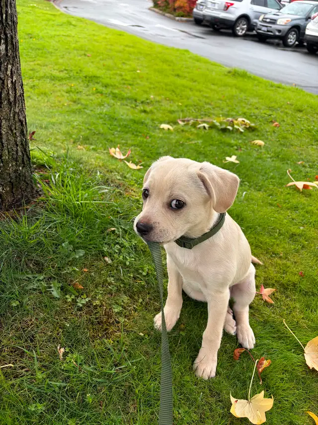 Puppy for sale