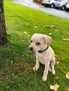 Puppy for sale
