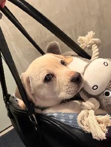 Puppy for sale - Photo 2