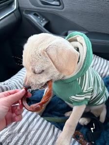 Puppy for sale - Photo 3