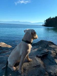 Puppy for sale - Photo 4