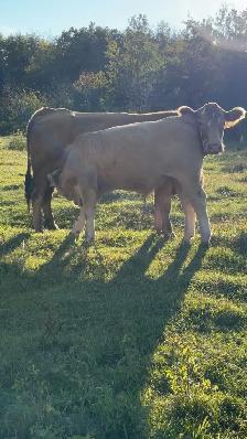 Bred cows