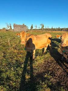 Bred cows - Photo 2