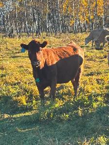 Bred cows - Photo 3