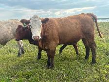 Bred cows - Photo 5
