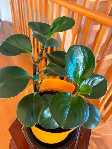 Baby Rubber Plant-$18 - Photo 2