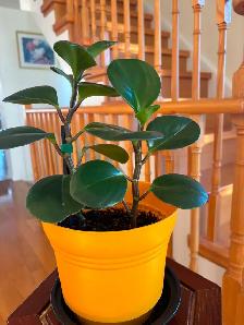 Baby Rubber Plant-$18 - Photo 5
