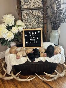 CKC Registered Labrador Retrievers LITTER DUE TO ARRIVE