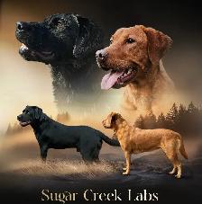 CKC Registered Labrador Retrievers LITTER DUE TO ARRIVE - Photo 2