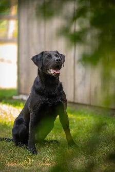 CKC Registered Labrador Retrievers LITTER DUE TO ARRIVE - Photo 3