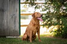 CKC Registered Labrador Retrievers LITTER DUE TO ARRIVE - Photo 4