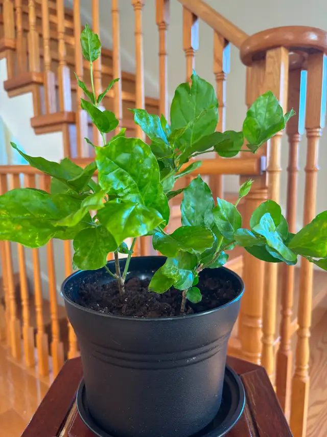 Jasmine Plant-$20