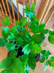Jasmine Plant-$20 - Photo 3