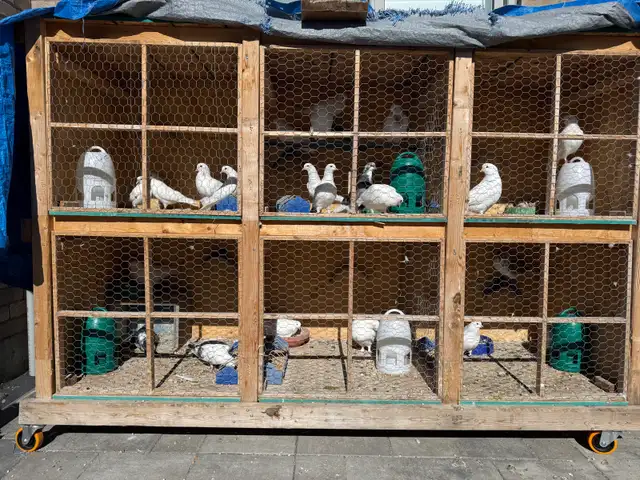 all pigeons