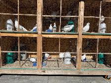 all pigeons - Photo 2