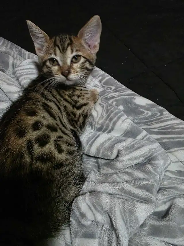 Chatons Bengals X à vendre