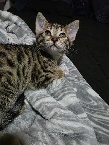Chatons Bengals X à vendre - Photo 4